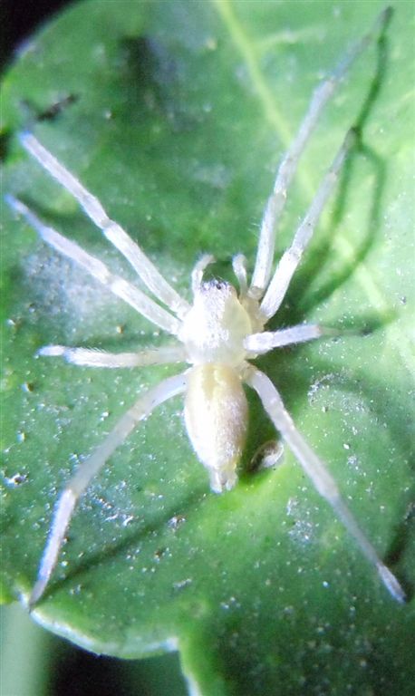 Cheiracanthium mildei - Agnano (NA)